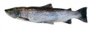 202393_fish_salmon